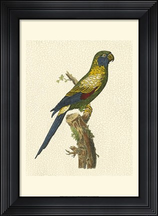 Framed Crackled Antique Parrot I Print