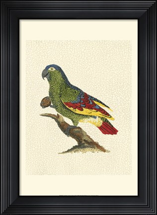 Framed Crackled Antique Parrot II Print