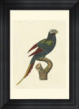 Framed Crackled Antique Parrot III Print