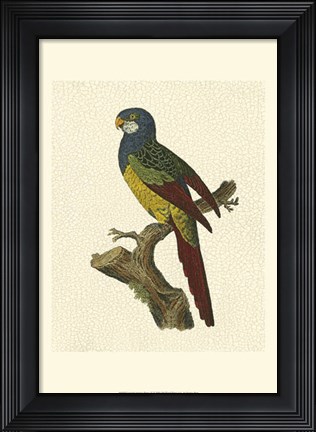 Framed Crackled Antique Parrot IV Print