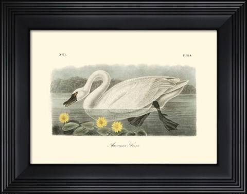 Framed American Swan Print