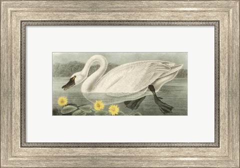 Framed American Swan Print