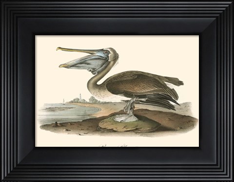 Framed Brown Pelican (horizontal) Print