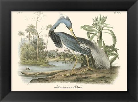 Framed Louisiana Heron Print