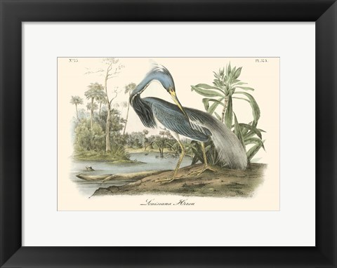 Framed Louisiana Heron Print