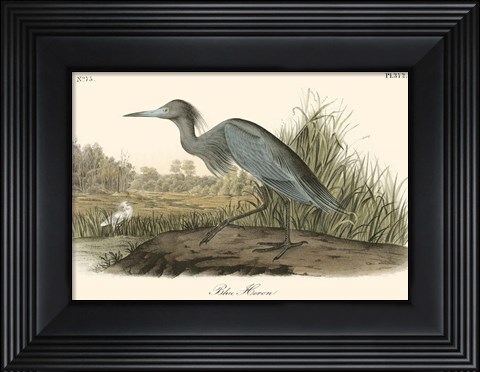 Framed Blue Heron Print