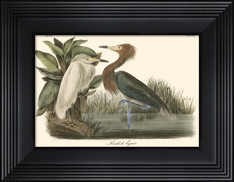Framed Reddish Egret Print