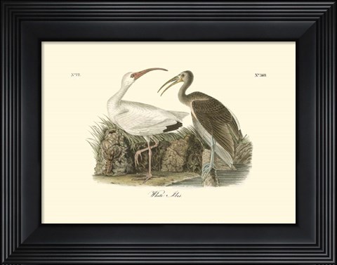 Framed White Ibis Print