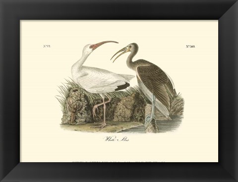 Framed White Ibis Print