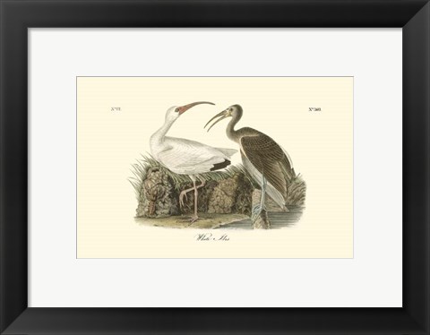 Framed White Ibis Print