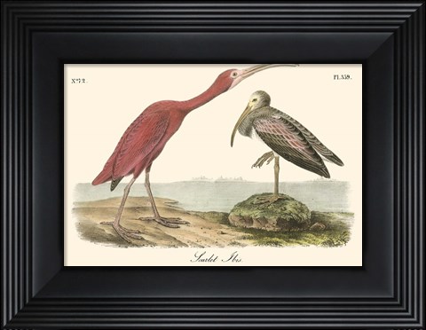 Framed Scarlet Ibis Print