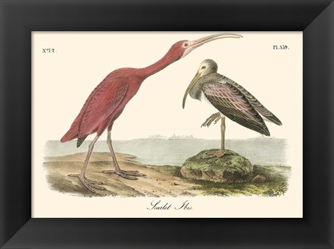 Framed Scarlet Ibis Print
