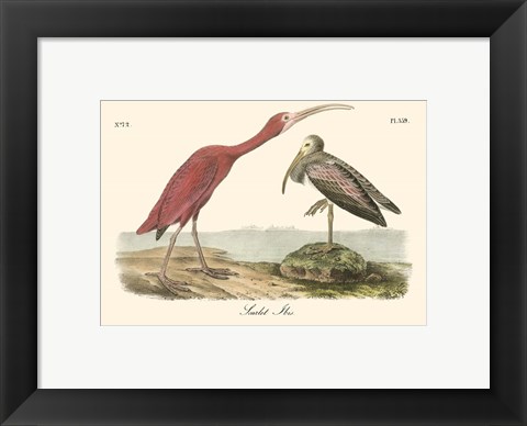 Framed Scarlet Ibis Print