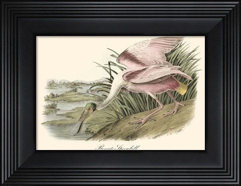 Framed Roseate Spoonbill (light pink) Print