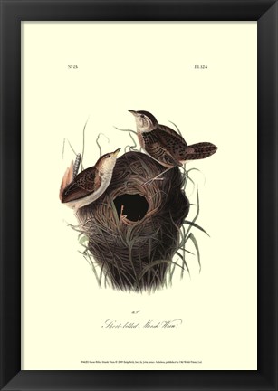 Framed Short-billed Marsh Wren Print