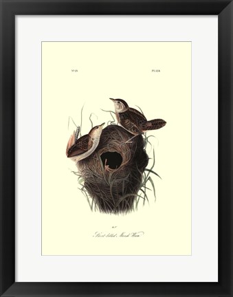 Framed Short-billed Marsh Wren Print