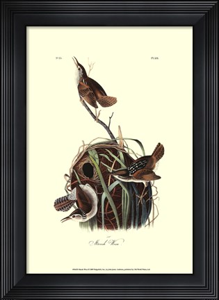 Framed Marsh Wren Print