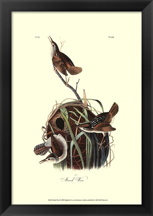 Framed Marsh Wren Print