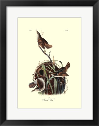 Framed Marsh Wren Print