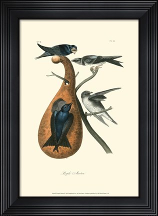 Framed Purple Martin Print