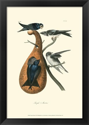 Framed Purple Martin Print