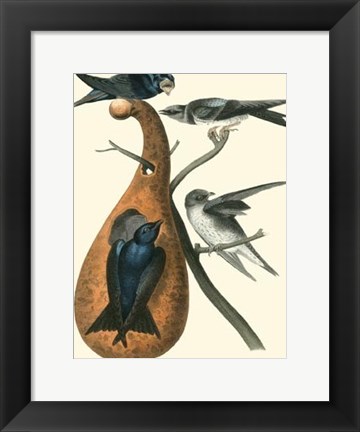 Framed Purple Martin Print