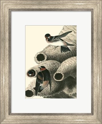 Framed Cliff Swallow Print