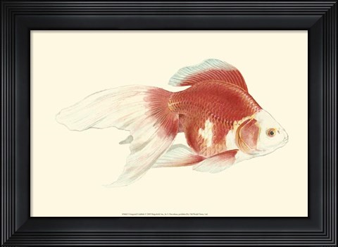 Framed Fringetail Goldfish Print