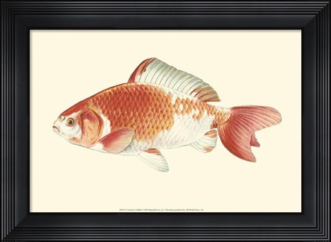 Framed Common Goldfish Print