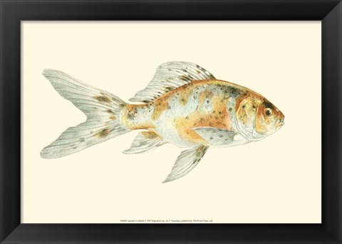 Framed Speckled Goldfish Print