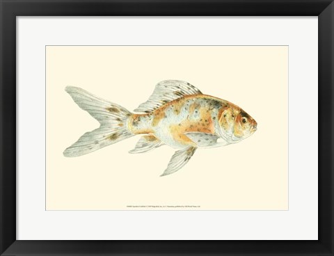 Framed Speckled Goldfish Print