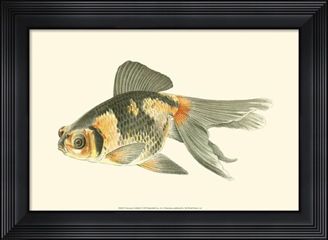 Framed Telescope Goldfish Print