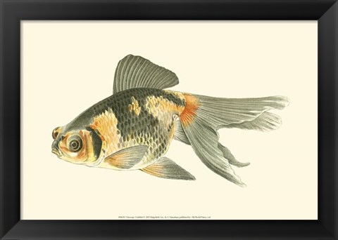 Framed Telescope Goldfish Print