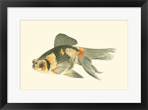 Framed Telescope Goldfish Print
