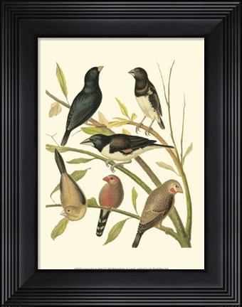 Framed Canaries &amp; Cage Birds I Print