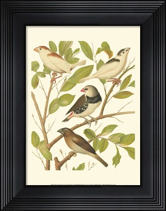 Framed Canaries &amp; Cage Birds II Print