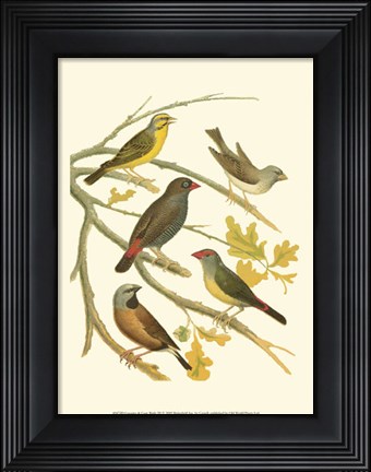Framed Canaries &amp; Cage Birds III Print
