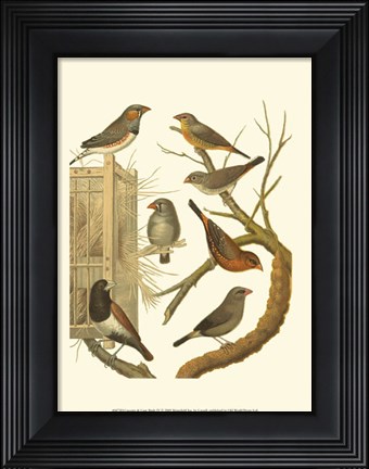 Framed Canaries &amp; Cage Birds IV Print