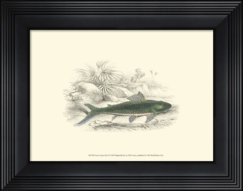 Framed Lizars&#39; Game Fish I Print