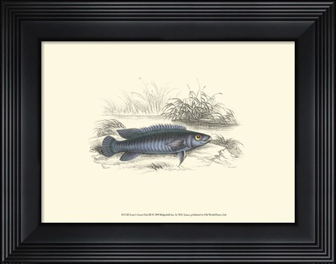 Framed Lizars&#39; Game Fish III Print