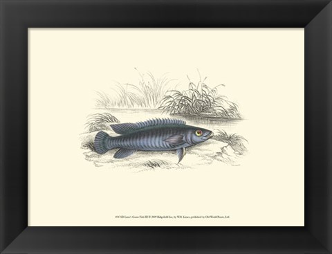 Framed Lizars&#39; Game Fish III Print