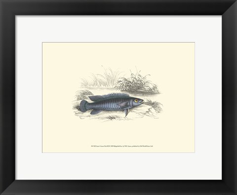 Framed Lizars&#39; Game Fish III Print