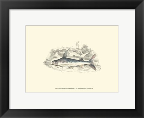 Framed Lizars&#39; Game Fish IV Print