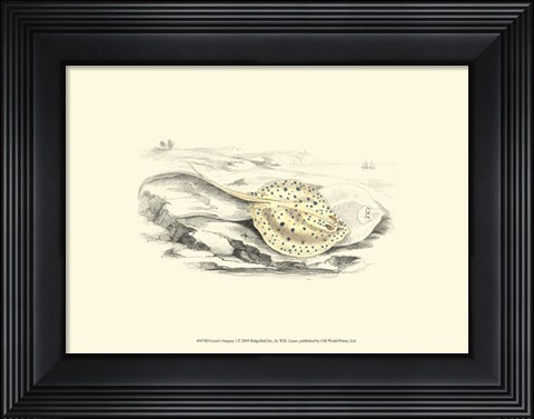Framed Lizars&#39; Stingray I Print