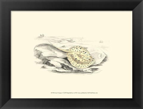 Framed Lizars&#39; Stingray I Print