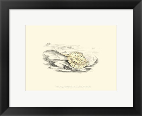 Framed Lizars&#39; Stingray I Print