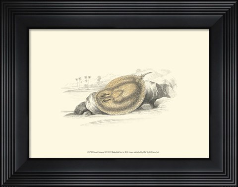 Framed Lizars&#39; Stingray II Print