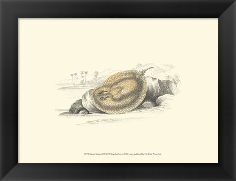 Framed Lizars&#39; Stingray II Print