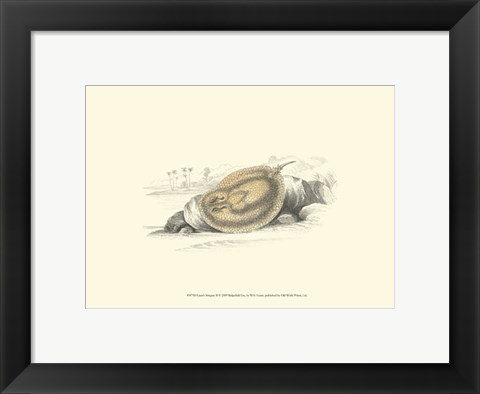 Framed Lizars&#39; Stingray II Print