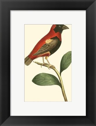 Framed Crimson Birds I Print